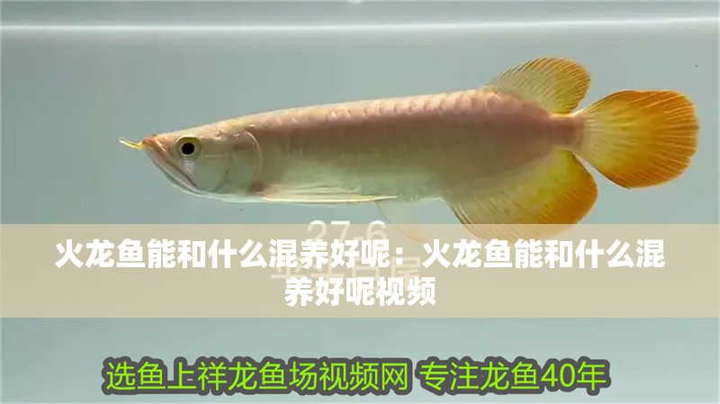 火龍魚能和什么混養(yǎng)好呢：火龍魚能和什么混養(yǎng)好呢視頻