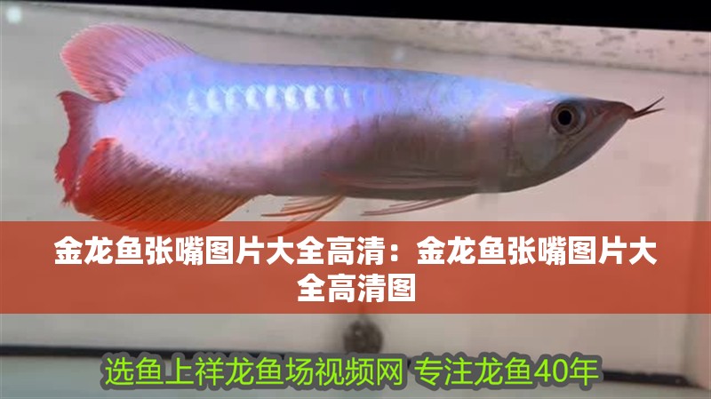 金龍魚張嘴圖片大全高清：金龍魚張嘴圖片大全高清圖