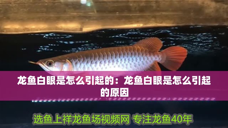 龍魚白眼是怎么引起的：龍魚白眼是怎么引起的原因