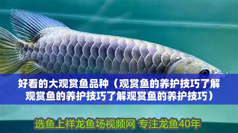 好看的大觀賞魚品種（觀賞魚的養(yǎng)護(hù)技巧了解觀賞魚的養(yǎng)護(hù)技巧了解觀賞魚的養(yǎng)護(hù)技巧）