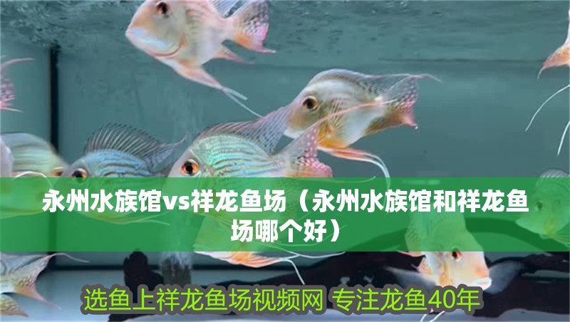 永州水族館vs祥龍魚場（永州水族館和祥龍魚場哪個好） 永州水族館vs祥龍魚場（永州水族館和祥龍魚場哪個好） 全國水族館企業名錄 第2張