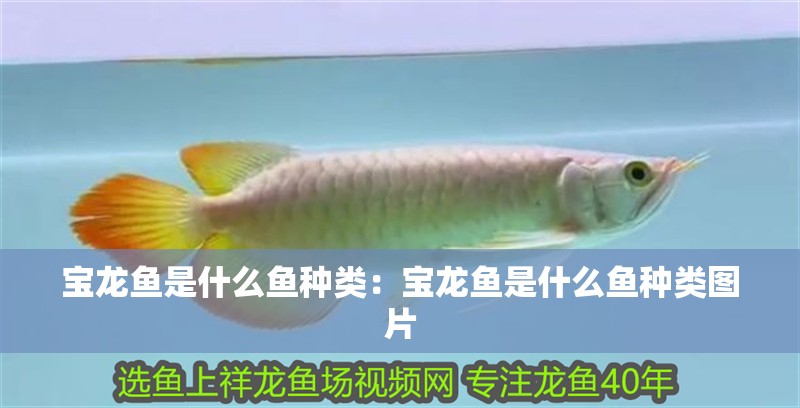 寶龍魚是什么魚種類：寶龍魚是什么魚種類圖片