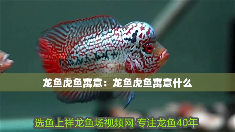 龍魚虎魚寓意：龍魚虎魚寓意什么