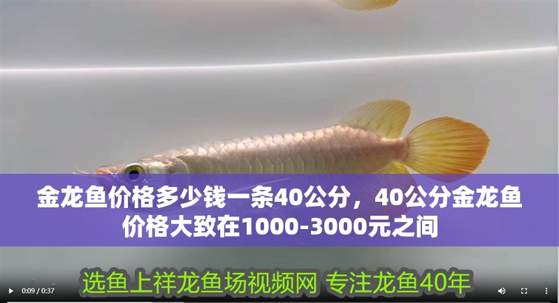 金龍魚價格多少錢一條40公分，40公分金龍魚價格大致在1000-3000元之間