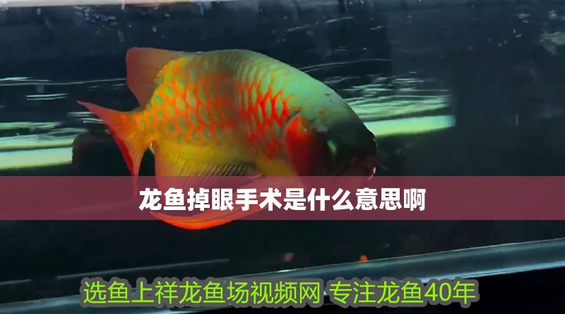 龍魚掉眼手術是什么意思啊 龍魚掉眼手術是什么意思啊 龍魚百科 第2張