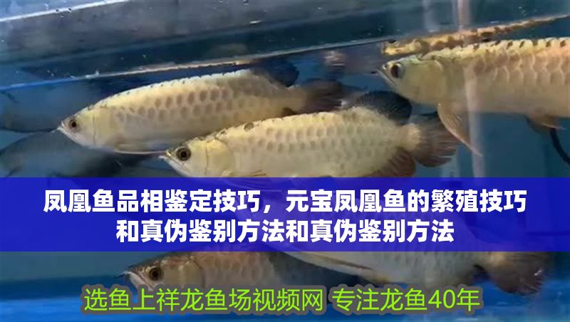 鳳凰魚品相鑒定技巧，元寶鳳凰魚的繁殖技巧和真偽鑒別方法和真偽鑒別方法