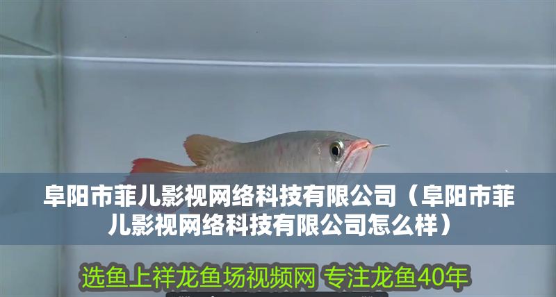 阜陽市菲兒影視網絡科技有限公司（阜陽市菲兒影視網絡科技有限公司怎么樣） 阜陽市菲兒影視網絡科技有限公司（阜陽市菲兒影視網絡科技有限公司怎么樣） 全國水族館企業名錄 第1張