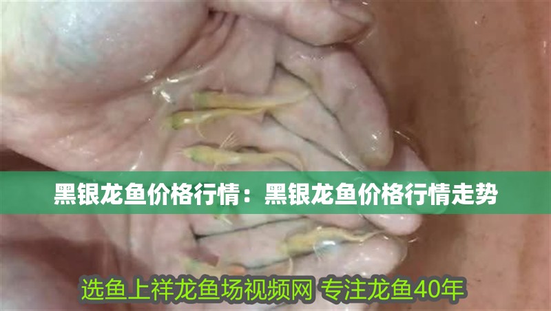 黑銀龍魚價格行情：黑銀龍魚價格行情走勢