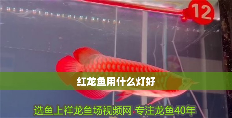 紅龍魚用什么燈好