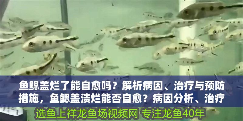 魚鰓蓋爛了能自愈嗎？解析病因、治療與預防措施，魚鰓蓋潰爛能否自愈？病因分析、治療方案與預防指南