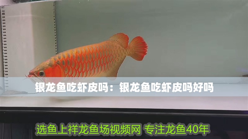 銀龍魚吃蝦皮嗎：銀龍魚吃蝦皮嗎好嗎
