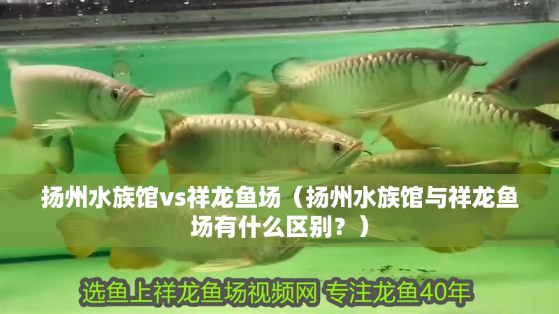 揚州水族館vs祥龍魚場（揚州水族館與祥龍魚場有什么區別？）