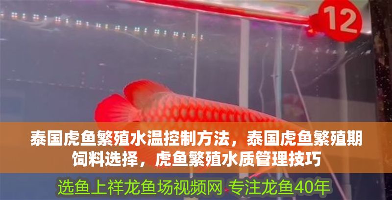 泰國虎魚繁殖水溫控制方法，泰國虎魚繁殖期飼料選擇，虎魚繁殖水質管理技巧