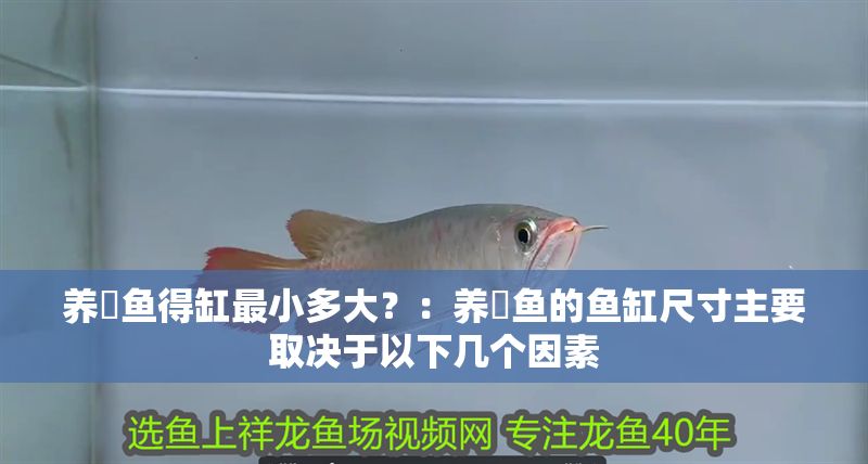 養(yǎng)魟魚得缸最小多大？：養(yǎng)魟魚的魚缸尺寸主要取決于以下幾個因素 養(yǎng)魟魚得缸最小多大？：養(yǎng)魟魚的魚缸尺寸主要取決于以下幾個因素 魟魚百科 第2張