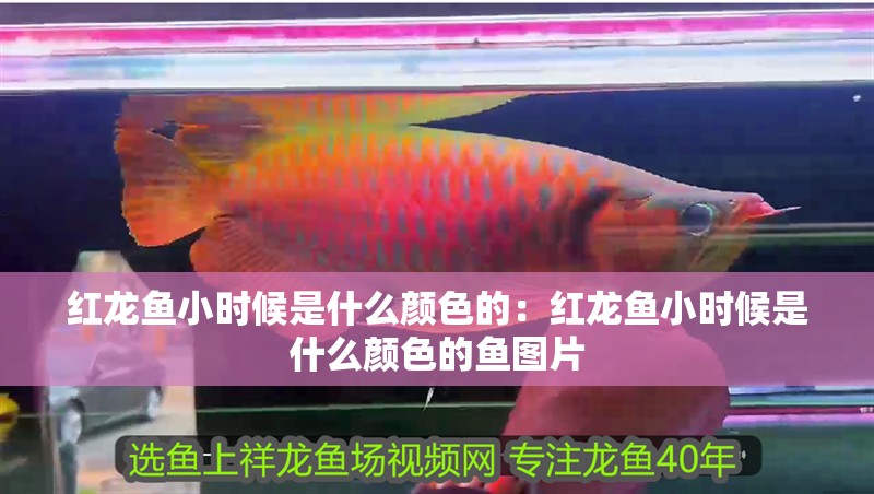 紅龍魚小時候是什么顏色的：紅龍魚小時候是什么顏色的魚圖片