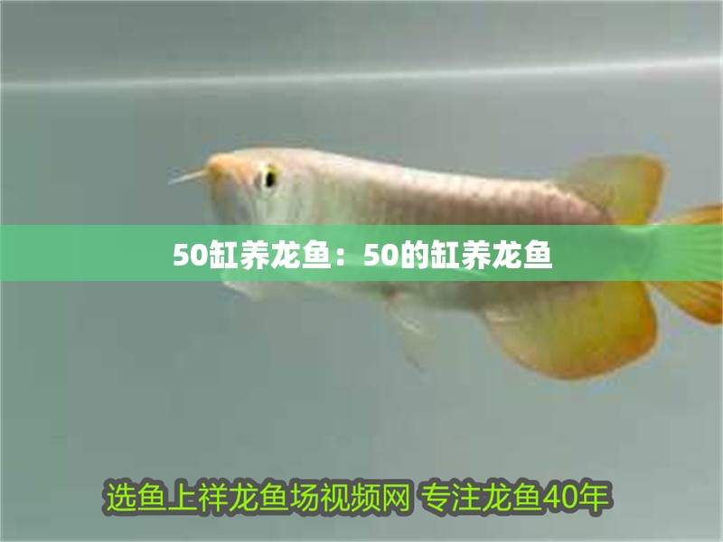 50缸養(yǎng)龍魚：50的缸養(yǎng)龍魚