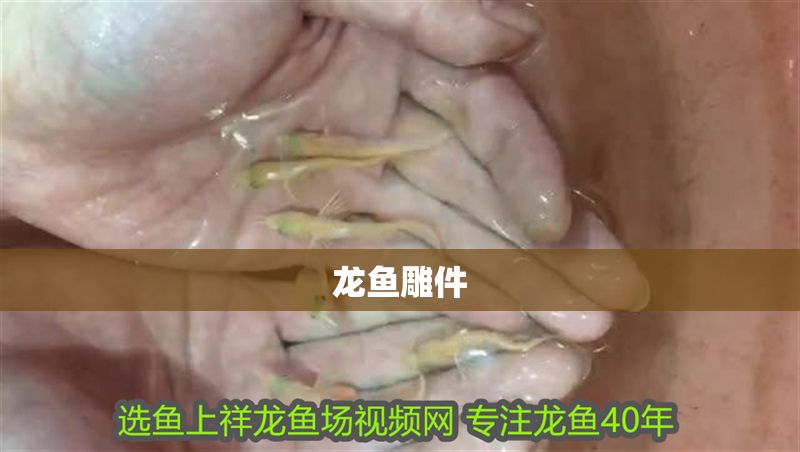 龍魚雕件 龍魚雕件 龍魚百科 第2張