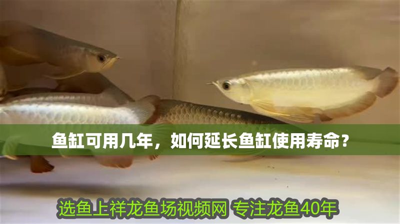 魚缸可用幾年，如何延長魚缸使用壽命？ 魚缸可用幾年，如何延長魚缸使用壽命？ 魚缸百科 第2張