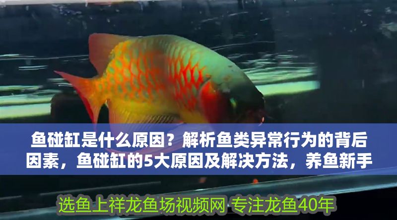 魚碰缸是什么原因？解析魚類異常行為的背后因素，魚碰缸的5大原因及解決方法，養魚新手必看！