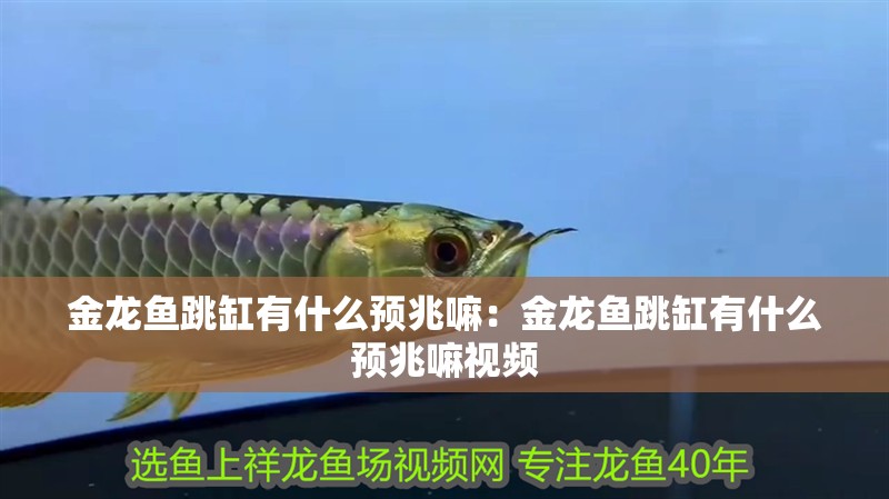 金龍魚(yú)跳缸有什么預(yù)兆嘛：金龍魚(yú)跳缸有什么預(yù)兆嘛視頻