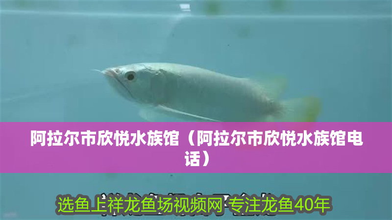 阿拉爾市欣悅水族館(阿拉爾市欣悅水族館電話) 全國水族館企業名錄 第1張 阿拉爾市欣悅水族館(阿拉爾市欣悅水族館電話) 阿拉爾市欣悅水族館(阿拉爾市欣悅水族館電話) 全國水族館企業名錄 第1張