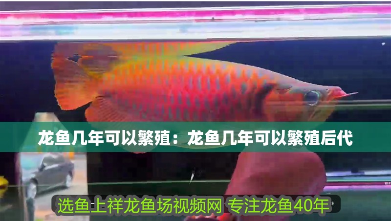 龍魚幾年可以繁殖：龍魚幾年可以繁殖后代