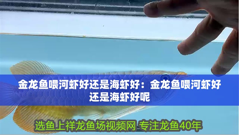 金龍魚喂河蝦好還是海蝦好：金龍魚喂河蝦好還是海蝦好呢 金龍魚喂河蝦好還是海蝦好：金龍魚喂河蝦好還是海蝦好呢 水族問答