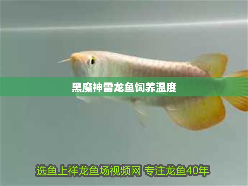 黑魔神雷龍魚飼養(yǎng)溫度
