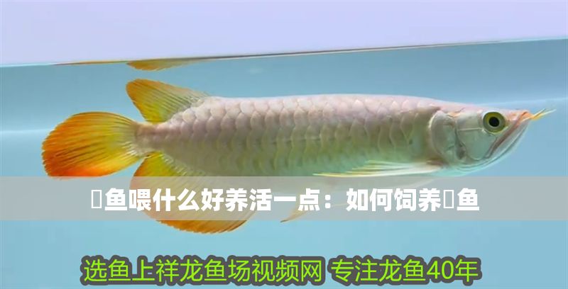 魟魚喂什么好養(yǎng)活一點：如何飼養(yǎng)魟魚