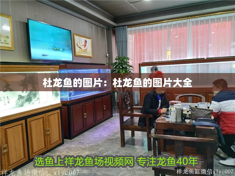 杜龍魚(yú)的圖片：杜龍魚(yú)的圖片大全 杜龍魚(yú)的圖片：杜龍魚(yú)的圖片大全 水族問(wèn)答