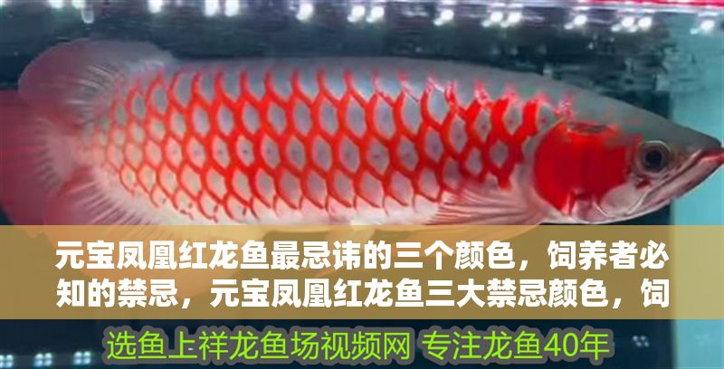 元寶鳳凰紅龍魚最忌諱的三個顏色，飼養者必知的禁忌，元寶鳳凰紅龍魚三大禁忌顏色，飼養者必知避坑指南 元寶鳳凰紅龍魚最忌諱的三個顏色，飼養者必知的禁忌，元寶鳳凰紅龍魚三大禁忌顏色，飼養者必知避坑指南 龍魚百科 第1張