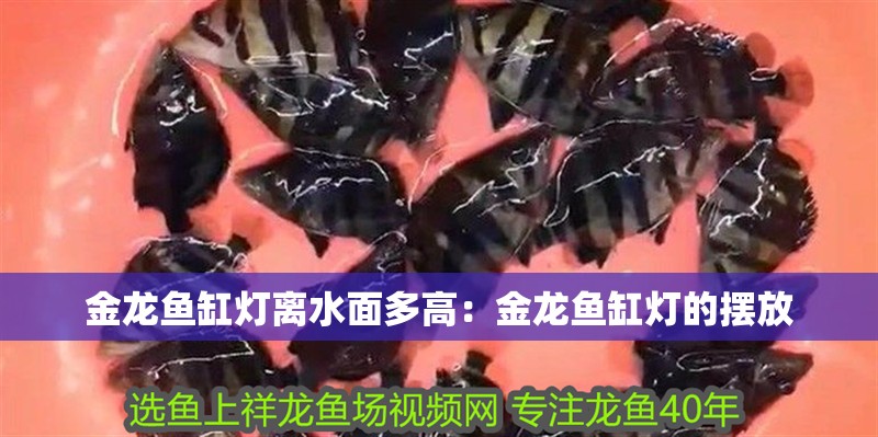 金龍魚缸燈離水面多高：金龍魚缸燈的擺放