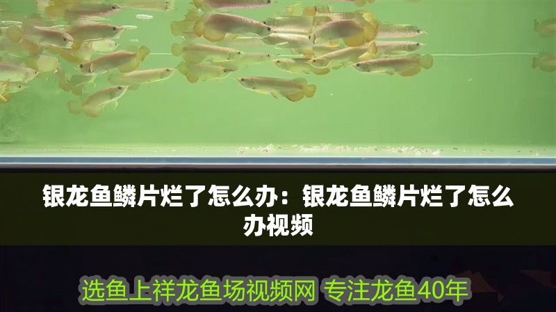 銀龍魚鱗片爛了怎么辦：銀龍魚鱗片爛了怎么辦視頻