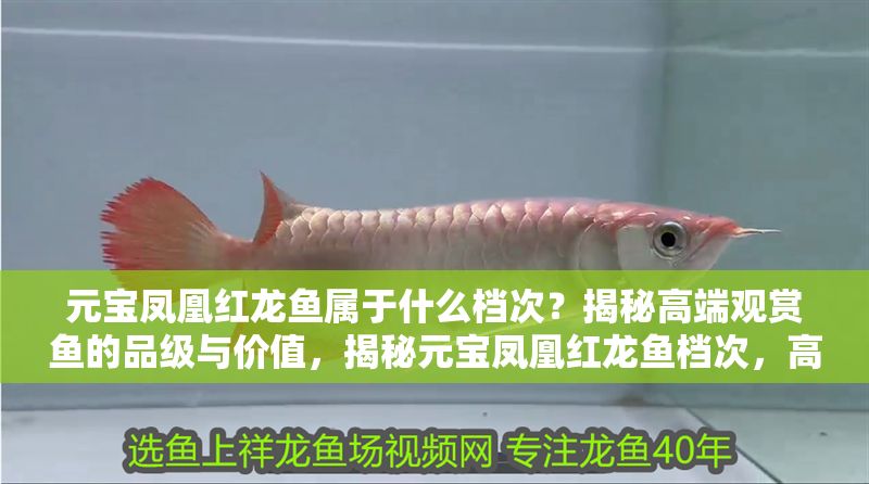 元寶鳳凰紅龍魚屬于什么檔次？揭秘高端觀賞魚的品級與價值，揭秘元寶鳳凰紅龍魚檔次，高端觀賞魚品級與價值解析