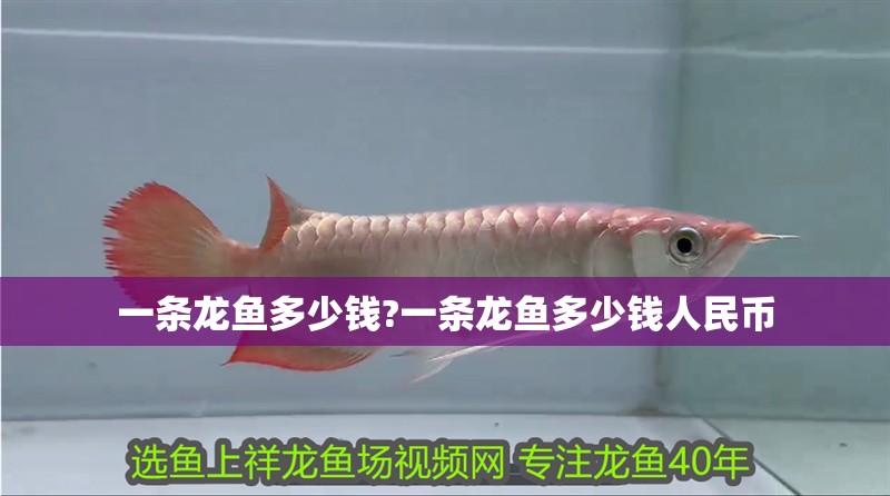 一條龍魚多少錢?一條龍魚多少錢人民幣