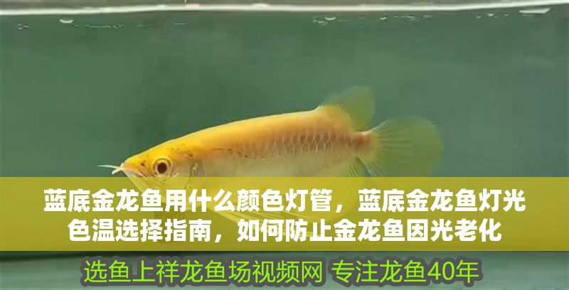 藍底金龍魚用什么顏色燈管，藍底金龍魚燈光色溫選擇指南，如何防止金龍魚因光老化