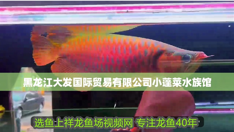 黑龍江大發(fā)國際貿(mào)易有限公司小蓬萊水族館