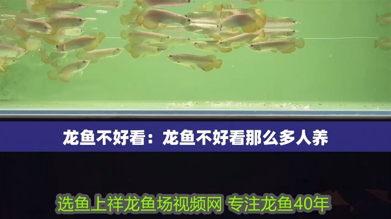 龍魚不好看：龍魚不好看那么多人養