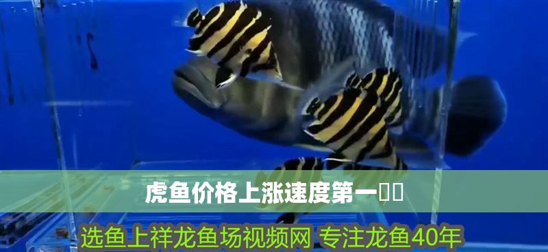 虎魚價格上漲速度第一??