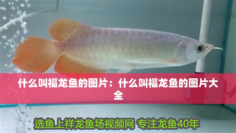 什么叫福龍魚的圖片:什么叫福龍魚的圖片大全 水族問答 什么叫福龍魚的圖片:什么叫福龍魚的圖片大全 什么叫福龍魚的圖片:什么叫福龍魚的圖片大全 水族問答
