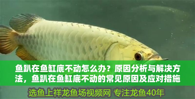 魚趴在魚缸底不動怎么辦？原因分析與解決方法，魚趴在魚缸底不動的常見原因及應對措施
