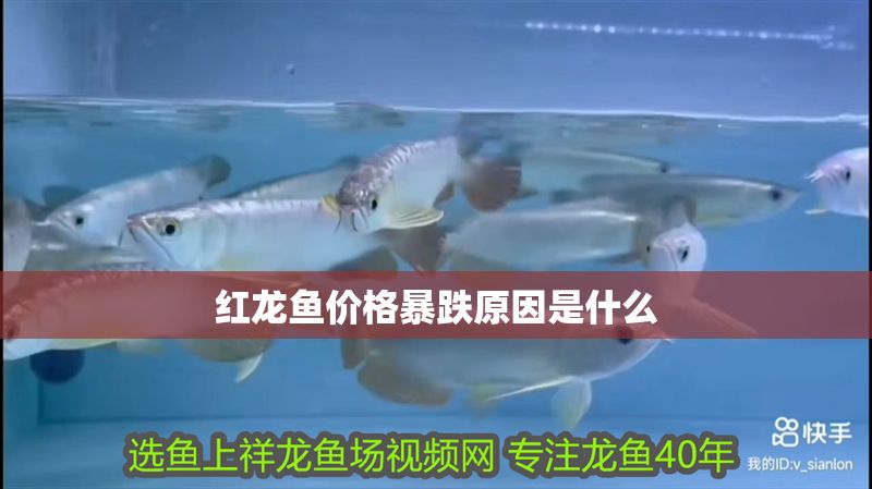 紅龍魚價格暴跌原因是什么