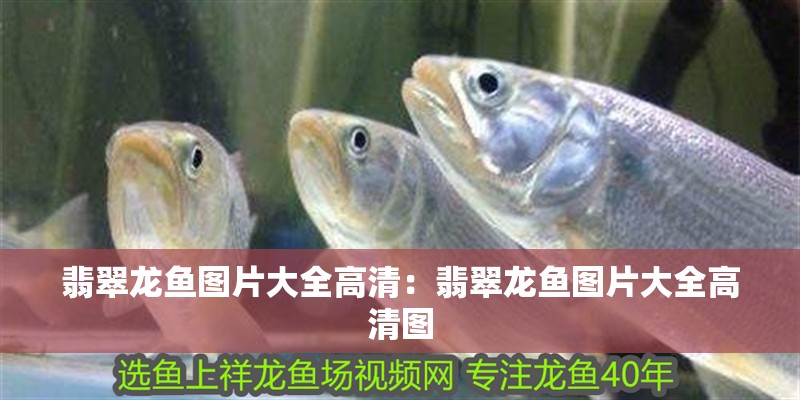 翡翠龍魚圖片大全高清：翡翠龍魚圖片大全高清圖