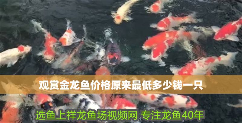 觀賞金龍魚價格原來最低多少錢一只