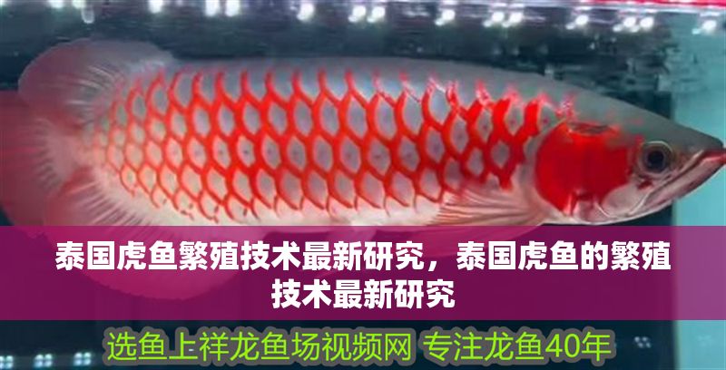 泰國虎魚繁殖技術最新研究，泰國虎魚的繁殖技術最新研究
