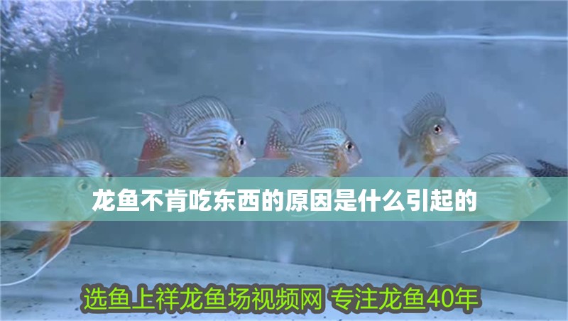 龍魚不肯吃東西的原因是什么引起的 龍魚百科 第1張 龍魚不肯吃東西的原因是什么引起的 龍魚不肯吃東西的原因是什么引起的 龍魚百科 第1張