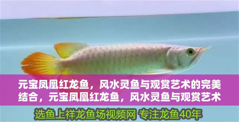 元寶鳳凰紅龍魚，風水靈魚與觀賞藝術的完美結合，元寶鳳凰紅龍魚，風水靈魚與觀賞藝術的完美融合