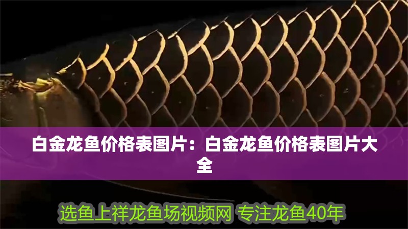 白金龍魚價格表圖片：白金龍魚價格表圖片大全