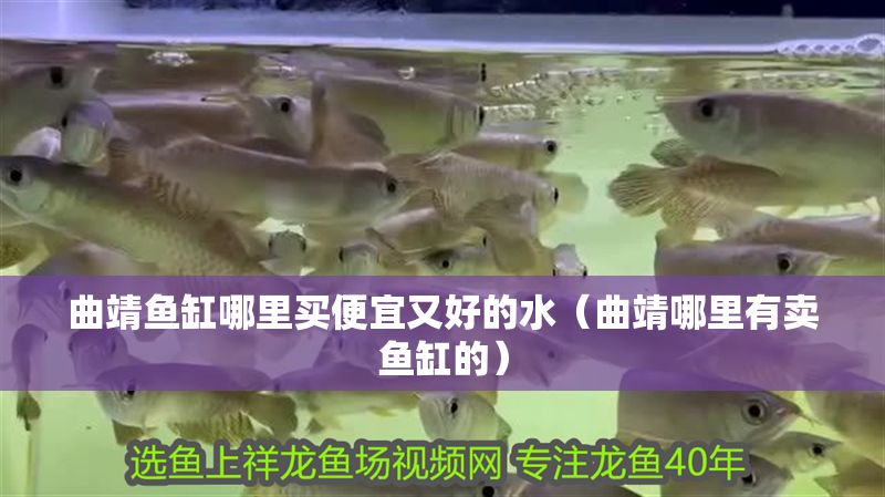 曲靖魚缸哪里買便宜又好的水（曲靖哪里有賣魚缸的） 曲靖魚缸哪里買便宜又好的水（曲靖哪里有賣魚缸的） 元寶鳳凰魚百科 第1張