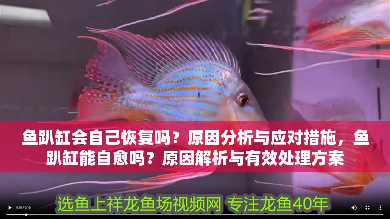 魚趴缸會自己恢復嗎？原因分析與應對措施，魚趴缸能自愈嗎？原因解析與有效處理方案